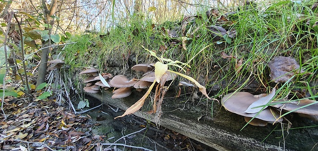 hliva ustricovitá Pleurotus ostreatus (Jacq.) P. Kumm.