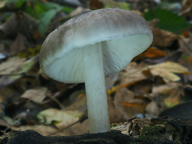 štítovka vŕbová Pluteus salicinus (Pers.) P. Kumm.