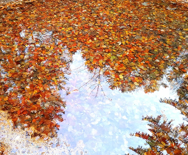jeseň v jazierku