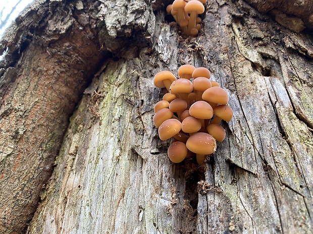 plamienka Flammulina sp.