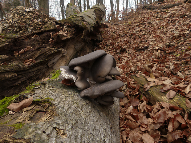 hliva ustricovitá Pleurotus ostreatus (Jacq.) P. Kumm.