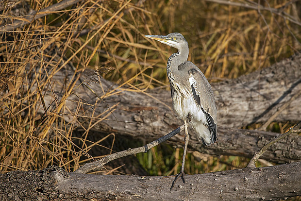 volavka popolavá  Ardea cinerea