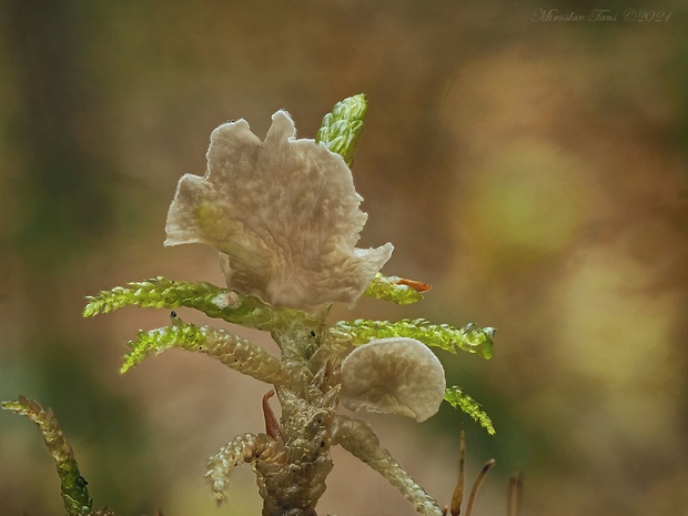 rebrovička Arrhenia sp.