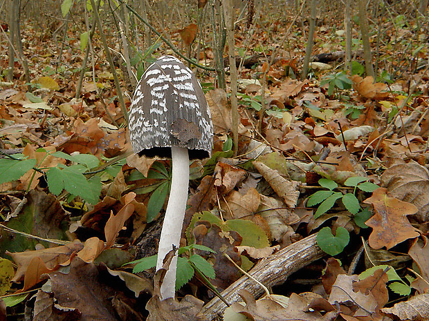 hnojník strakatý Coprinopsis picacea (Bull.) Redhead, Vilgalys & Moncalvo