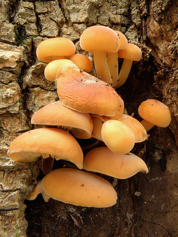 plamienka Flammulina sp.