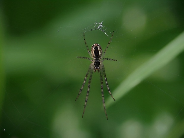 križiak lúčny Mangora acalypha