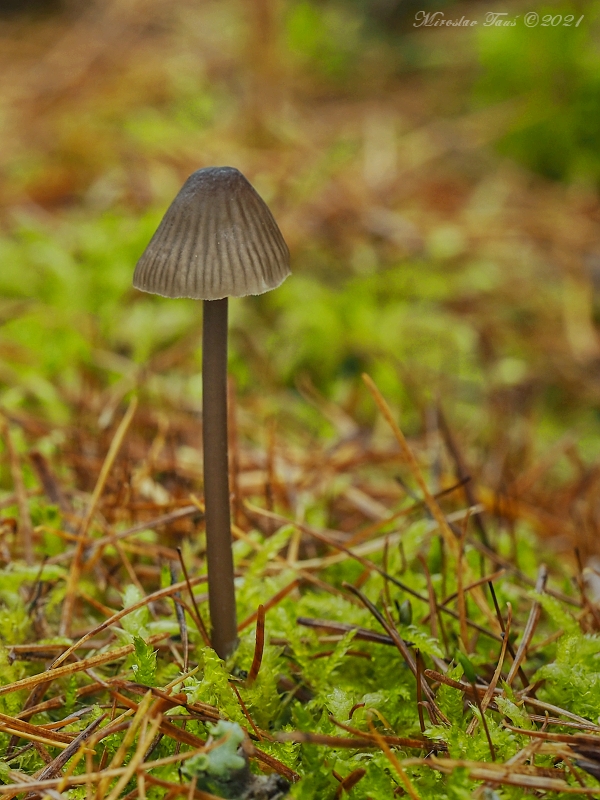 prilbička mliečna temná Mycena galopus var. nigra Rea,