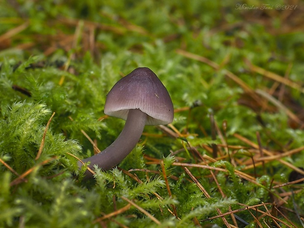 prilbička reďkovková Mycena pura (Pers.) P. Kumm.