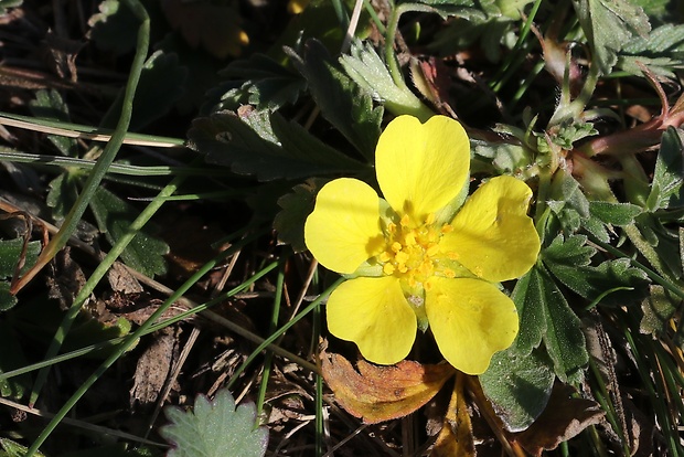 nátržník piesočný Potentilla arenaria Borkh.