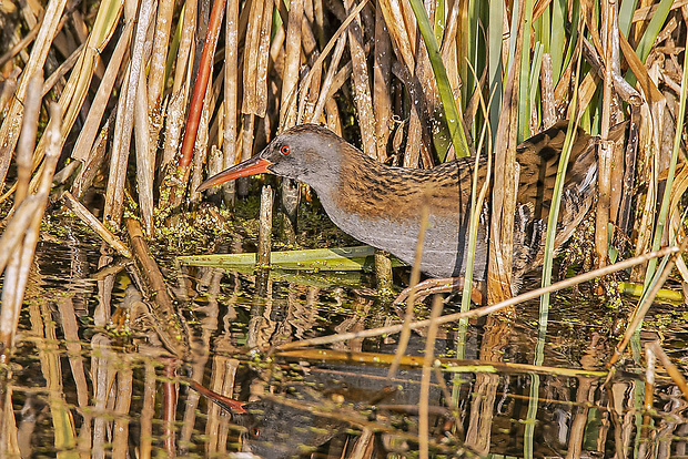 chriašteľ vodný  Rallus aquaticus