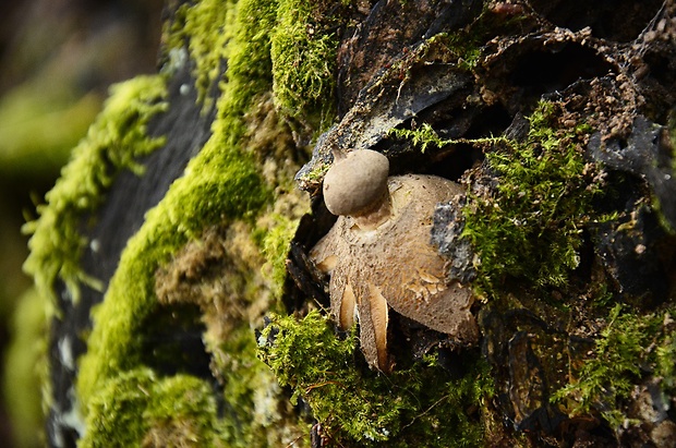 hviezdovka dlhokrčková Geastrum pectinatum Pers.