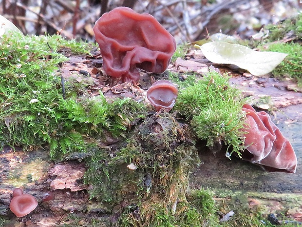 uchovec bazový Auricularia auricula-judae (Bull.) Quél.