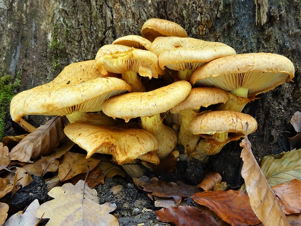 šupinovec nádherný Gymnopilus junonius (Fr.) P.D. Orton