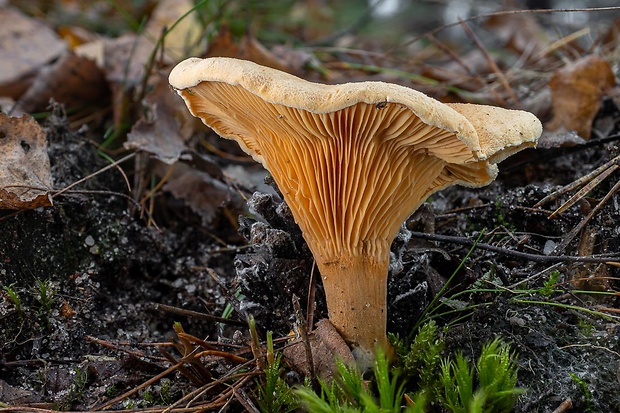 líška oranžová Hygrophoropsis aurantiaca (Wulfen) Maire