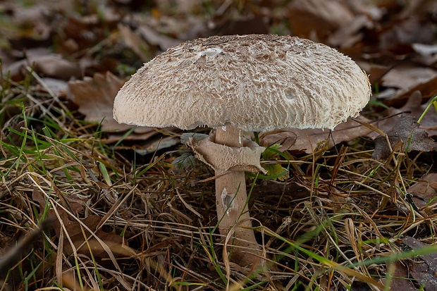 bedľa Macrolepiota sp.