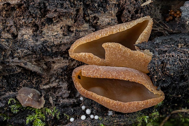 čiaška Peziza sp.