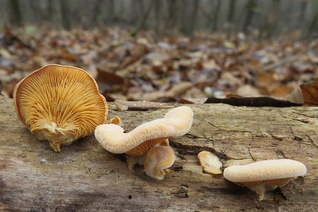 hlivník hniezdovitý Phyllotopsis nidulans (Pers.) Singer