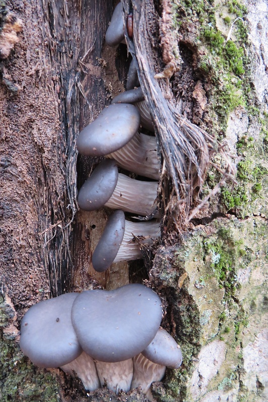 hliva ustricovitá modrastá Pleurotus columbinus Quél.