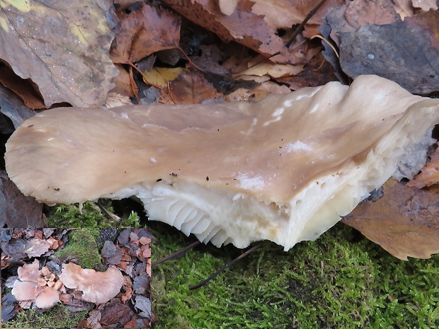 hliva ustricovitá Pleurotus ostreatus (Jacq.) P. Kumm.