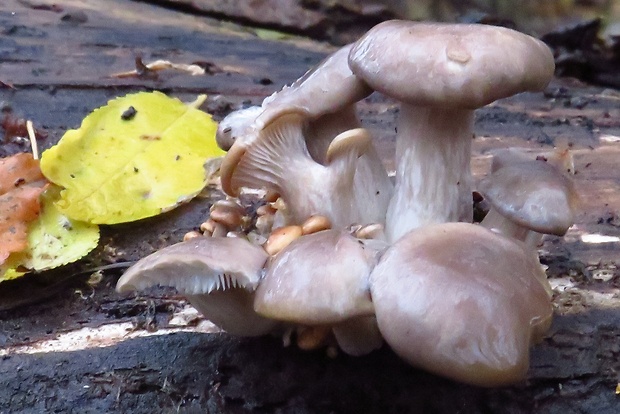 hliva ustricovitá Pleurotus ostreatus (Jacq.) P. Kumm.