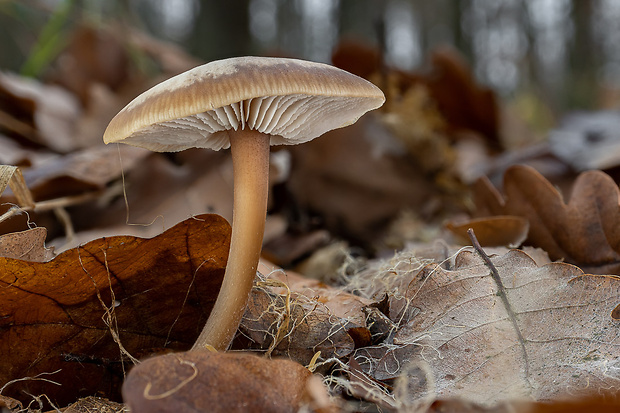 peniazovka maslová Rhodocollybia butyracea (Bull.) Lennox