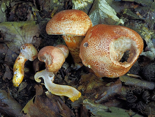 pavučinovec červenošupinatý Cortinarius bolaris (Pers.) Fr.