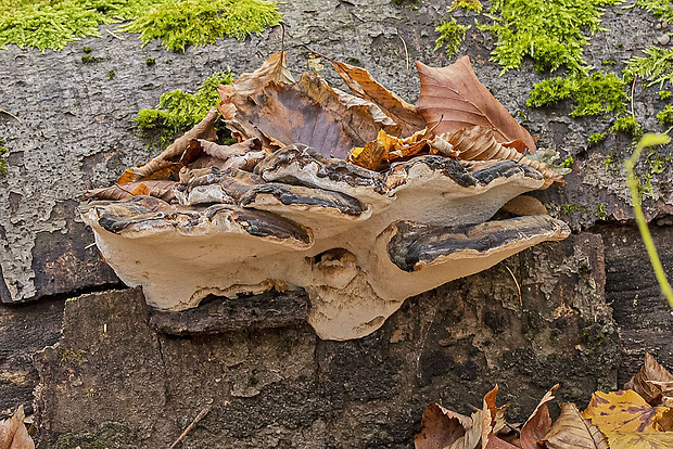 smolokôrovka buková Ischnoderma resinosum (Schrad.) P. Karst.