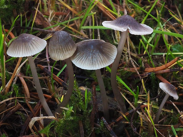 prilbička sivolupeňová Mycena aetites (Fr.) Quél.