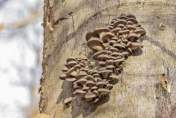 hliva ustricovitá Pleurotus ostreatus (Jacq.) P. Kumm.