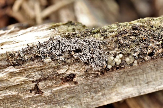 lastúrnik Resupinatus urceolatus (Wallr. ex Fr.) Thorn, Moncalvo & Redhead