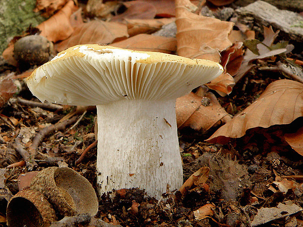 plávka hlinovožltá Russula ochroleuca Fr.