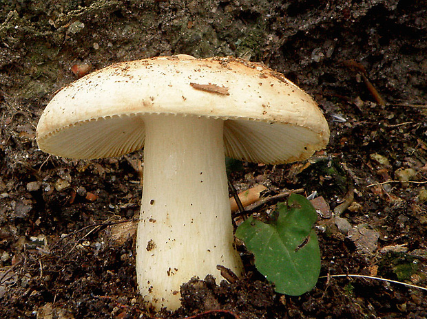 plávka hlinovožltá Russula ochroleuca Fr.