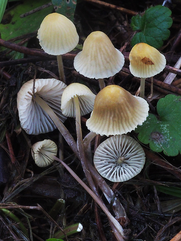 prilbička žltobiela Atheniella flavoalba (Fr.) Redhead, Moncalvo, Vilgalys, Desjardin & B.A. Perry