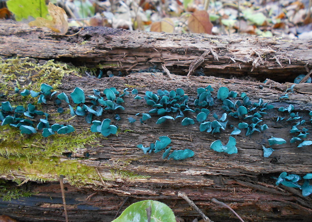 zelenica Chlorociboria sp.