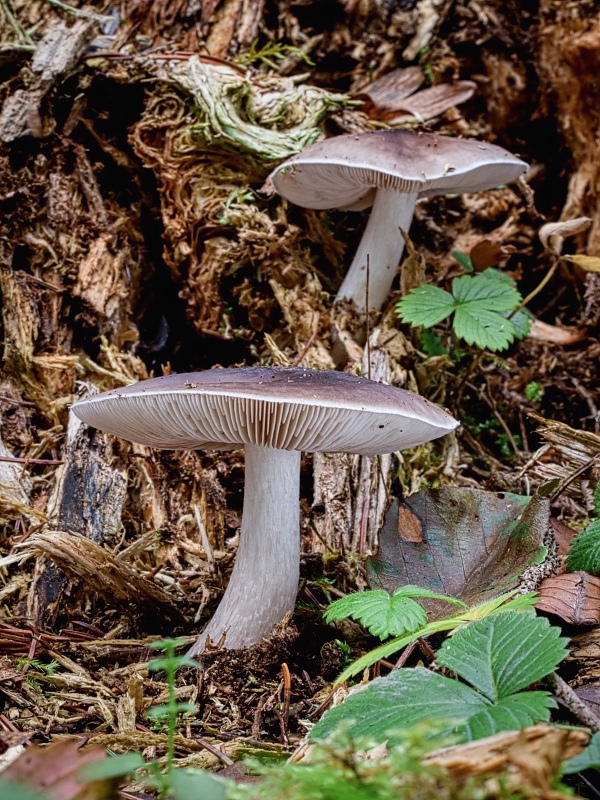 štítovka Pluteus sp.