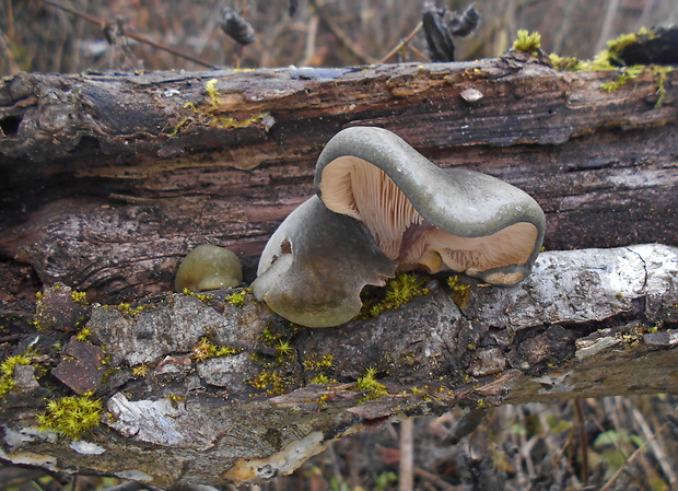 pňovka neskorá Sarcomyxa serotina (Pers.) P. Karst.