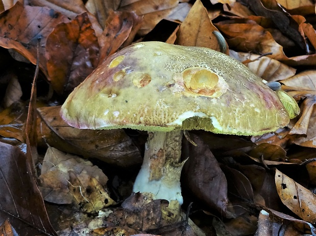 suchohríb Xerocomus sp.