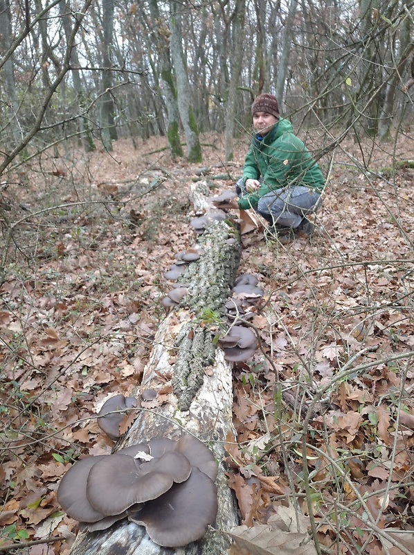 hliva dubová Pleurotus dryinus (Pers.) P. Kumm.