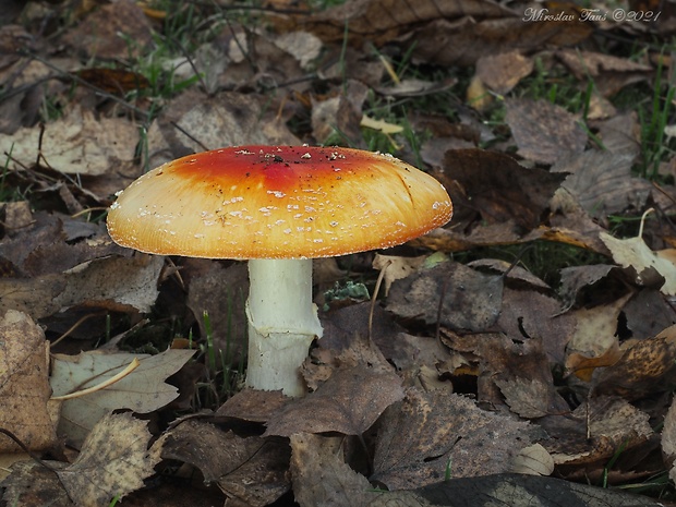 muchotrávka červená Amanita muscaria (L.) Lam.