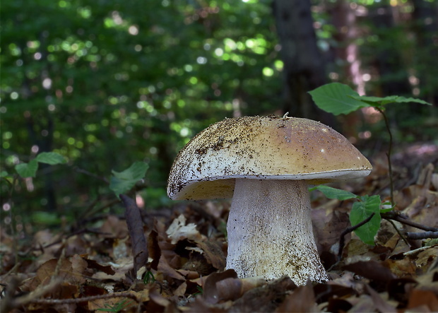 hríb smrekový Boletus edulis Bull.