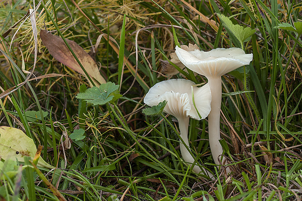 lúčnica snehobiela Cuphophyllus virgineus (Wulfen) Kovalenko