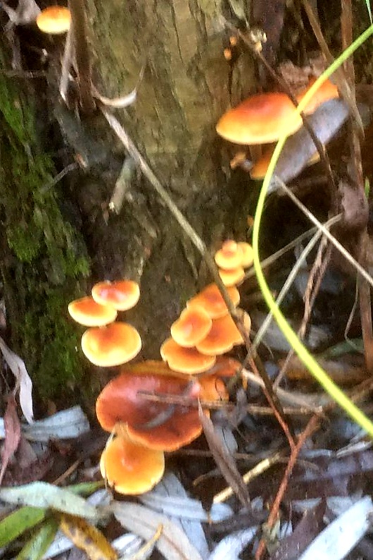 plamienka Flammulina rossica Redhead & R.H. Petersen