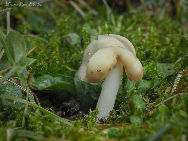 chriapač Helvella sp.