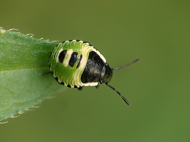 bzdocha  Palomena prasina