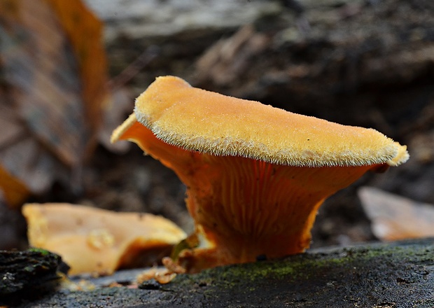 hlivník hniezdovitý Phyllotopsis nidulans (Pers.) Singer