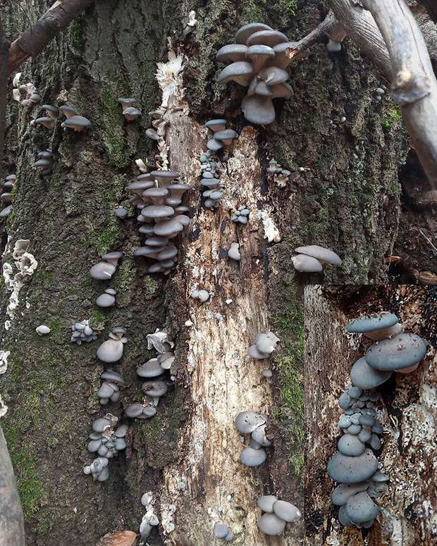 hliva ustricovitá modrastá ? Pleurotus columbinus Quél.