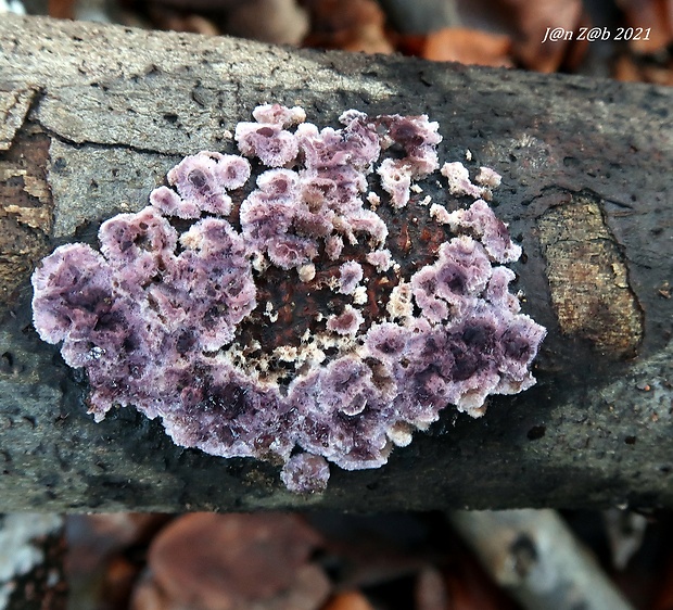 pevníkovec purpurový Chondrostereum purpureum (Pers.) Pouzar