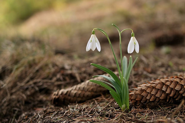 snežienka jarná Galanthus nivalis L.