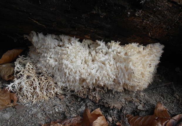 koralovec bukový Hericium coralloides (Scop.) Pers.