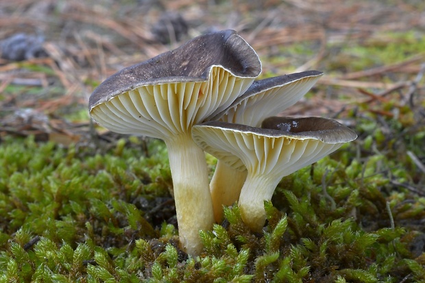 šťavnačka mrazová Hygrophorus hypothejus (Fr.) Fr.